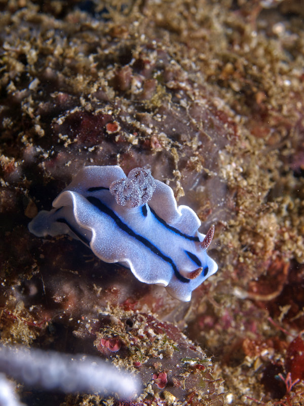 Nudibranch, Monkey Beach